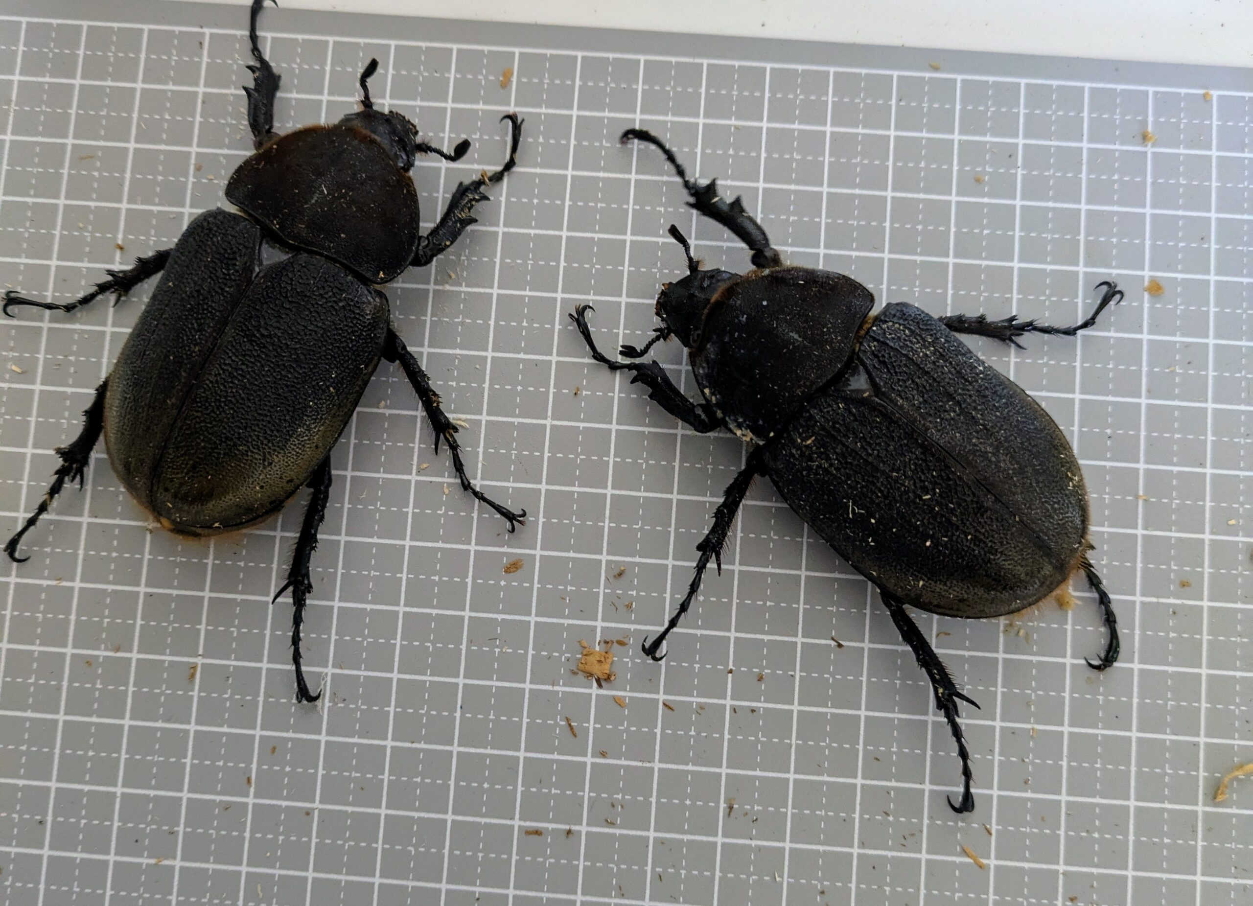 ヘラクレス♀2頭が活動開始！ しかし…♂はまだ幼虫…。